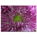 Trademark Fine Art Patty Tuggle 'Pink Flower' Canvas Art, 14x19 PT0002-C1419GG